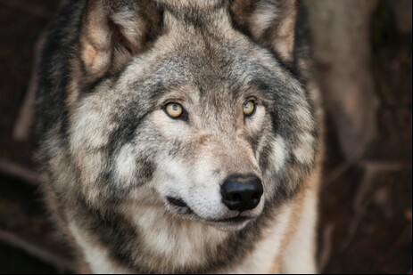 Exemplar de lobo cinza (fonte: Steve da Pexels)