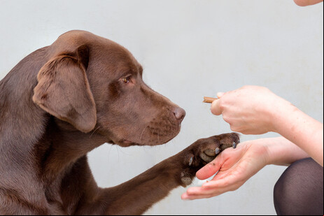 Animais ajudam no bem-estar físico e mental dos pacientes