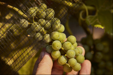 Wine South America segue até 8 de maio