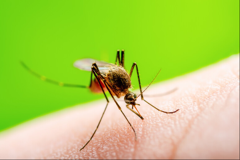 Febre do Oropouche é causada por vírus transmitido por picada de mosquito - TODOS OS DIREITOS RESERVADOS