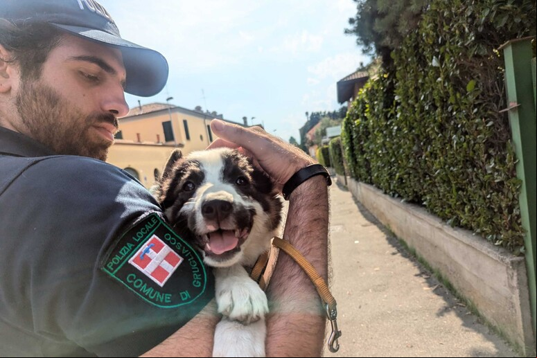 Abandono de cães na Itália segue tendência observada em outros países após pandemia da Covid-19 - TODOS OS DIREITOS RESERVADOS