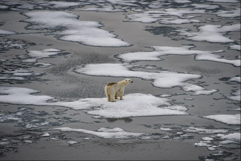 Habitat de urso polar segue em destruição com derretimento de geleiras © ANSA/AFP